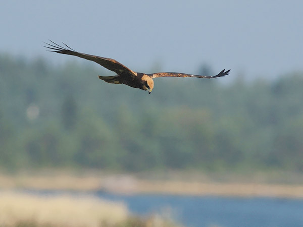 Ruskosuohaukka, Western Marsh Harrier, Circus aeruginosus